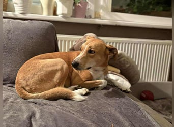 Törpie, 3 Jahre, 46cm sucht sein für immer Zuhause