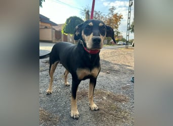 Bella, geboren 05.07.2022, 50cm sucht ihr Zuhause