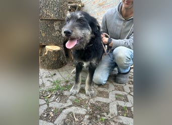 Timon, geb. 12.2025, 35cm sucht seine Abenteurer