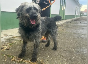 Ficko, geboren 10.08.2022, 47cm sucht sein Glück