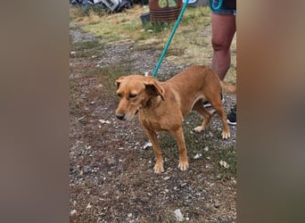 Kanya, geboren 01.01.2024, 49cm sucht ihr Zuhause