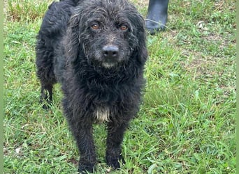 Liam, geboren 08.10.2018, 45cm sucht sein Zuhause