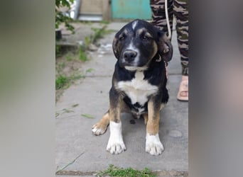 Borisz, geboren 28.12.2025, 42cm sucht sein Körbchen