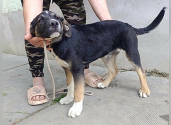 Borisz, geboren 28.12.2025, 42cm sucht sein Körbchen