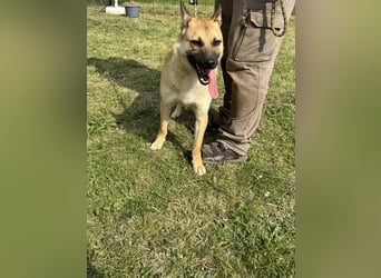 Joker, geboren 01.08.2024, 49cm sucht sein Abenteuer