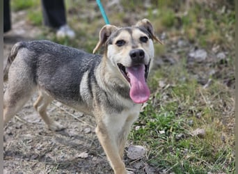 Vitez, geb. 09.2025, 44cm, sucht seine Menschen