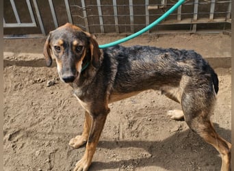 Ringo, geboren 07.01.2026, 52cm sucht sein Zuhause