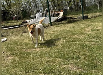 Ginger, geboren 01.01.2022, 44cm sucht ihr Herzenszuhause