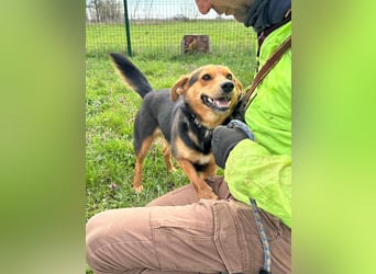 Gombi, geboren 01.08.2021, 50cm sucht seine Leute