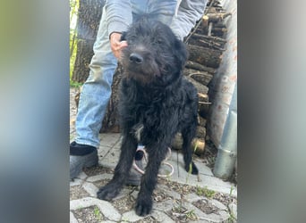 Tommy, geb. 12.2025, 36cm sucht sein Körbchen