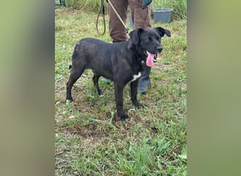 Kobold, geb. 09.2023, 52cm,