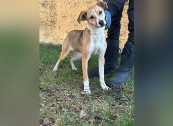 Reyla, geboren 01.05.2025, 49cm sucht ihre Menschen