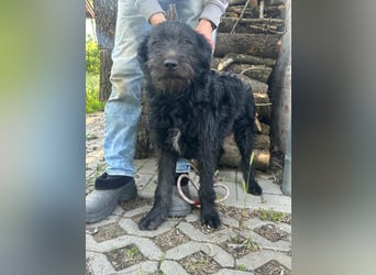 Tommy, geb. 12.2025, 36cm sucht sein Körbchen