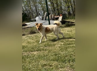 Ginger, geboren 01.01.2022, 44cm sucht ihr Herzenszuhause