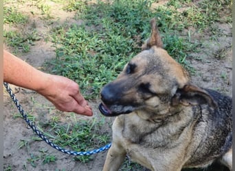 Greta, geboren 01.05.2021, 48cm sucht ihr Plätzchen