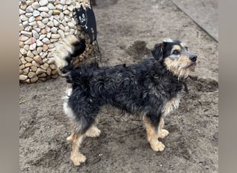 Ricky, geboren 10.01.2022, 44cm sucht tierliebes Zuhause