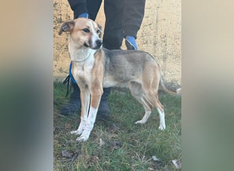 Reyla, geboren 01.05.2025, 49cm sucht ihre Menschen