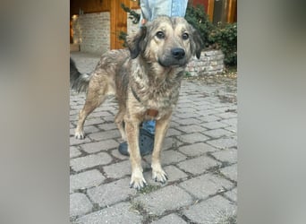 Ada, geb. 09.2022, 52 cm wartet auf ihr Glück