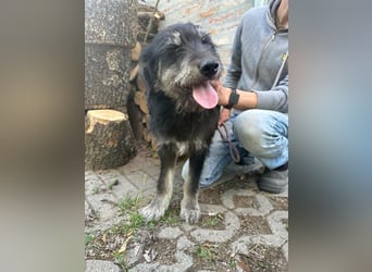 Timon, geb. 12.2025, 35cm sucht seine Abenteurer