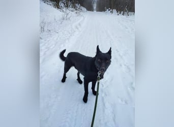 Zeusz, geb. 10/21,  45 cm, wartet auf seine Chance