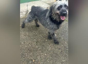 Ficko, geboren 10.08.2022, 47cm sucht sein Glück