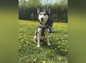 Lejla, geb. 09.2020, 51cm, sucht ihre Chance