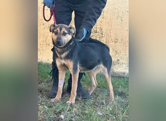 Gofi, geboren 01.08.2024, 46cm sucht seine Menschen