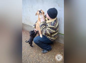 Perla, geb, 02/2023, 47 cm, sucht ihr Für-Immer-Zuhause