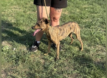 Cosmo, geboren 09.2023, 49cm sucht sein Abenteuer