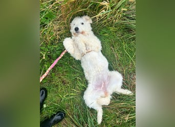 Fanny, 17.06.2025 geboren, 45cm sucht neues Zuhause (Pflegestelle in Deutschland)