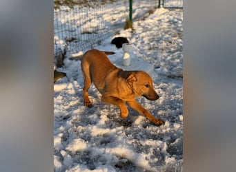 Tequila, geboren 25.08.2025, 45cm sucht Ihr Zuhause