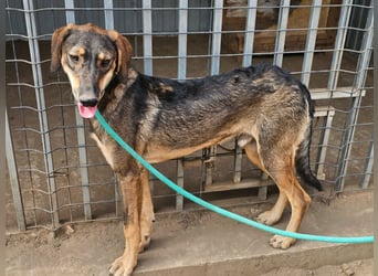 Ringo, geboren 07.01.2026, 52cm sucht sein Zuhause
