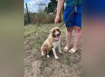 Yoko, geboren 15.06.2022, 50cm sucht ihr Zuhause