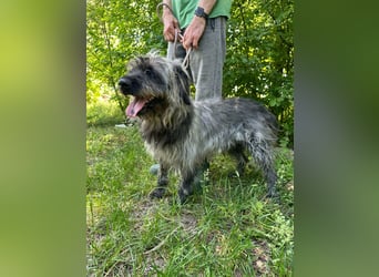 Ficko, geb. 08/2022, 47 cm, wartet auf seine Menschen