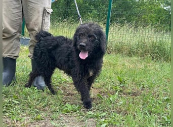 Liam, geboren 08.10.2018, 45cm sucht sein Zuhause