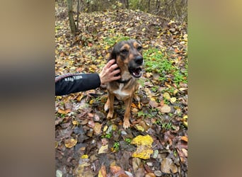 Pircsi, 2 Jahre, 42cm sucht ihr Körbchen