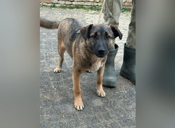 Mano, geb. 09.2024, 33cm sucht sein Körbchen