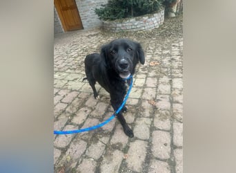 Zsazsa, geb. 01.2025, 52cm sucht ihr für immer Körbchen