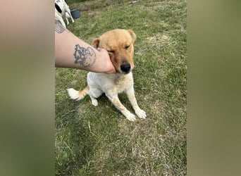 Ginger, geboren 01.01.2022, 44cm sucht ihr Herzenszuhause
