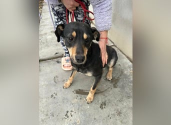 Mirella, geboren 05.12.2023, 46cm sucht ihre Menschen