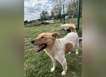 Ginger, geboren 01.01.2022, 44cm sucht ihr Herzenszuhause