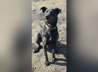 Rango, geboren 15.08.2024, 48cm sucht seine Chance