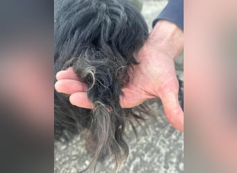 Emi, geboren 19.09.2018, 45cm sucht ihre Familie