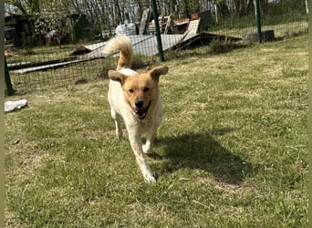 Ginger, geboren 01.01.2022, 44cm sucht ihr Herzenszuhause