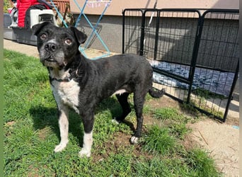 Thea, geboren 01.01.2015, 45cm sucht ruhiges Zuhause