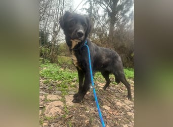 Zsazsa, geboren 02.01.2025, 52cm sucht ihre Menschen