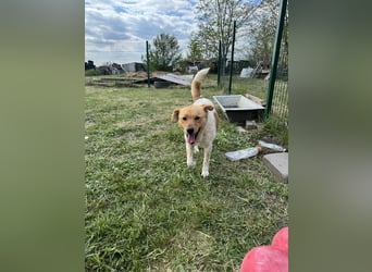 Ginger, geboren 01.01.2022, 44cm sucht ihr Herzenszuhause