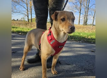 Libby, geb. 06.2025, 41cm sucht ihr eigenes Körbchen