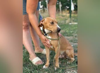 Raffael, geboren 31.10.2024, 48cm sucht seine Familie