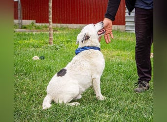 Dallas, geb. 10.2018, 50cm sucht sein Körbchen